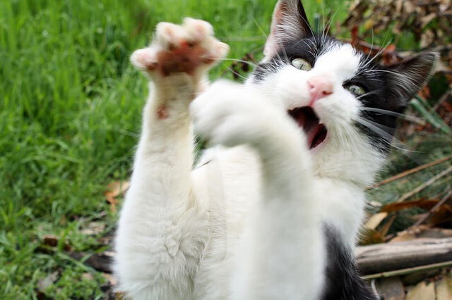 开云体育-足球从不因距离而温柔，当智利鏖战英格兰，佩德里如何用一粒进球丈量世界