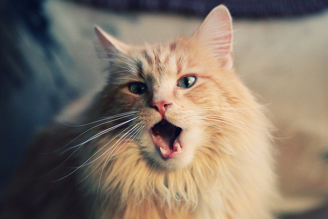 开云下载-魔术师与禅师，当浓眉用一场比赛教会吉林队，节奏才是终极武器